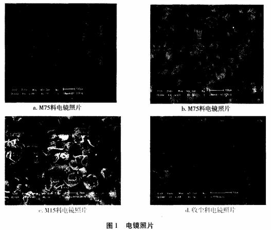 图 电镜照片